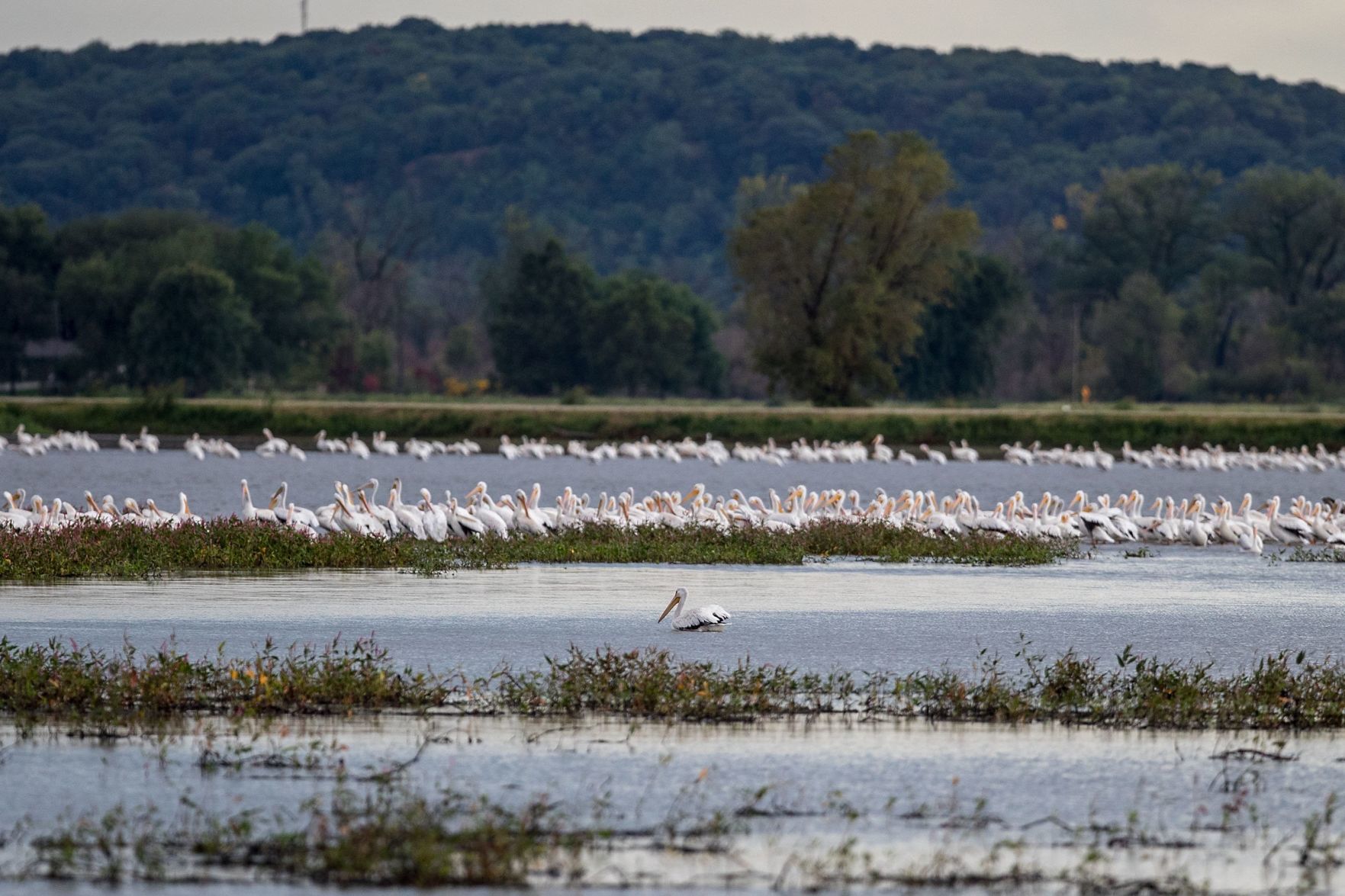 Wildlife thrived